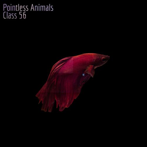  Pointless Animals - Class 56 (2023) 