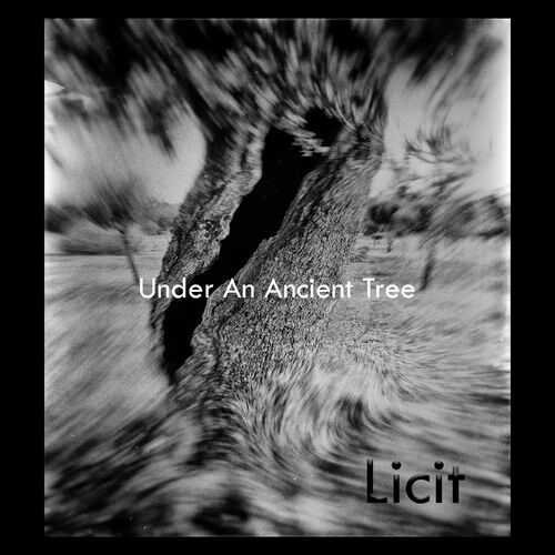  Licit - Under an Ancient Tree (2023) 