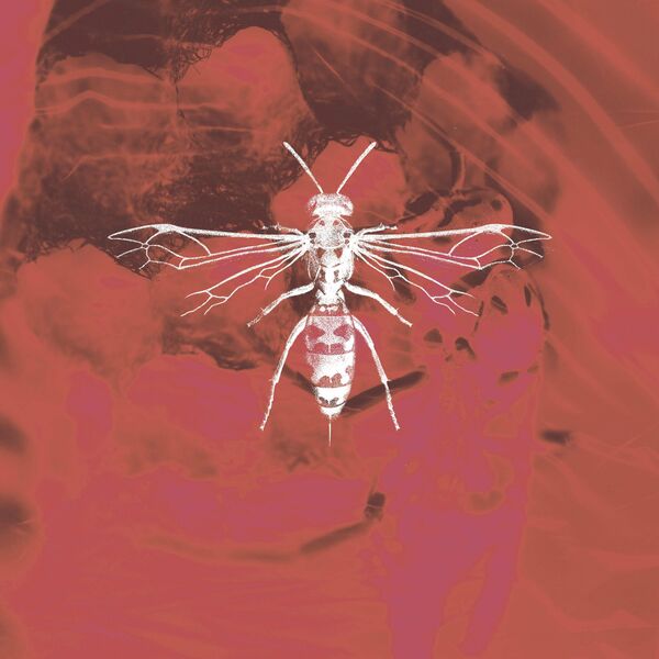Dark Signs - Hornets [single] (2023)